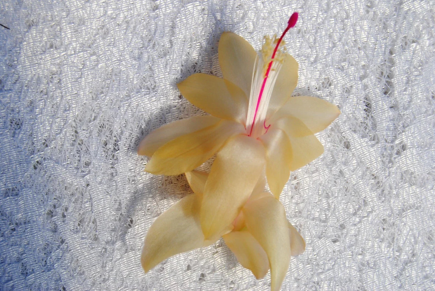 Christmas Cactus Starter Plant 4" Gold Butterfly Schlumbergera truncata – Healthy Well-Rooted Succulent Plant