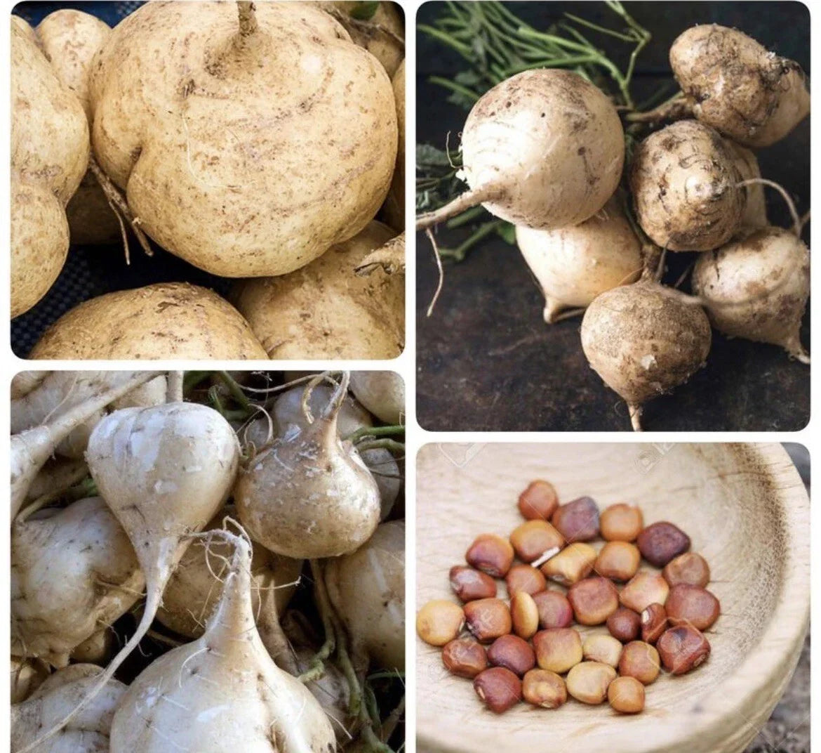 50+ Jicama Seeds | Non-GMO Mexican Yam Bean | Tuberous Root Vegetable Pachyrhizus erosus for Home Gardening