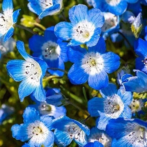 Baby Blue Eyes Flower Seeds - 600+ Nemophila menziesii Wildflower Seeds for Gardens, Borders & Containers, Blue Blooming Annual