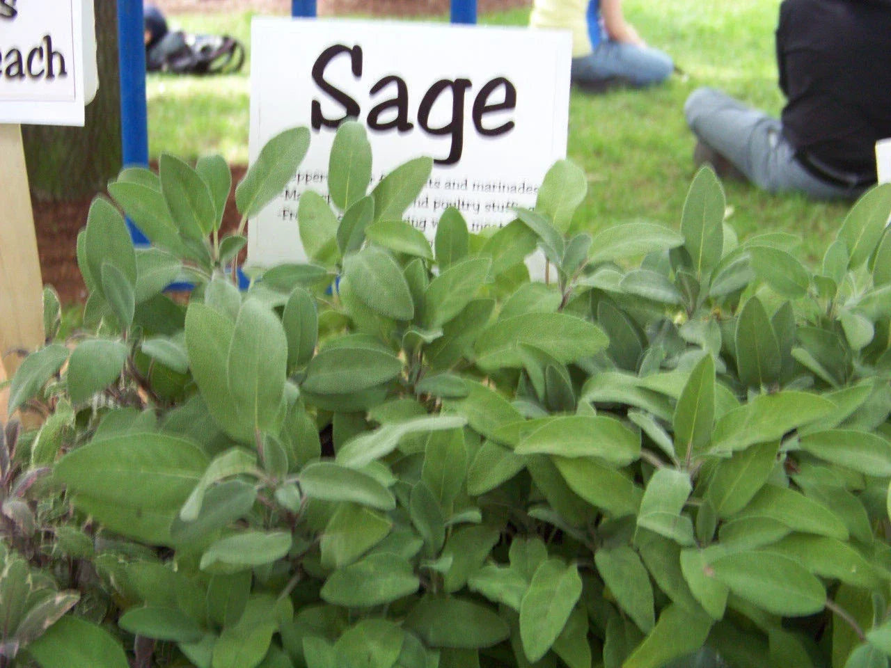 30 Seeds Sage Perennial Herb Salvia Officinalis Culinary & Medicinal Garden Plant