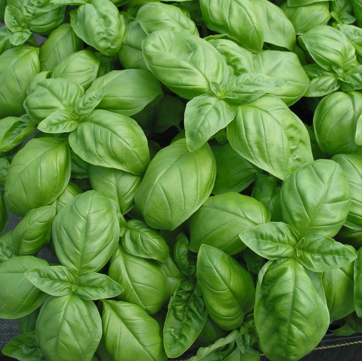 Genovese Basil Seeds 100 Pack | Aromatic Culinary Herb Ocimum basilicum | Organic, Non-GMO, Easy to Grow