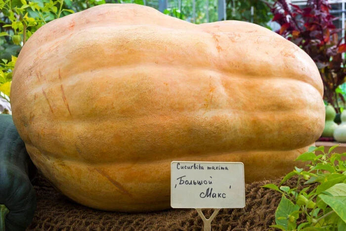 Big Max Pumpkin Seeds - 25+ Pack for Growing Cucurbita maxima Heirloom Variety for Garden, Fairs, and Autumn Displays