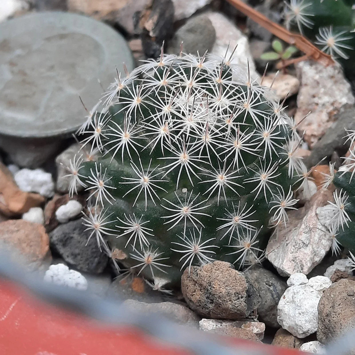 Mammillaria Coahuilensis Cactus Bare Root - Unique Coahuila Cactus for Indoor Gardening, Succulent Collecting