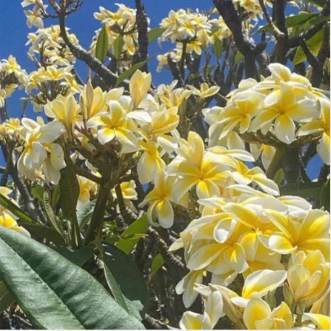 Rooted Plumeria Plant Cutting 18" Celadine with Long Tips, Fragrant Plumeria rubra for Tropical Gardens, Outdoor Decor