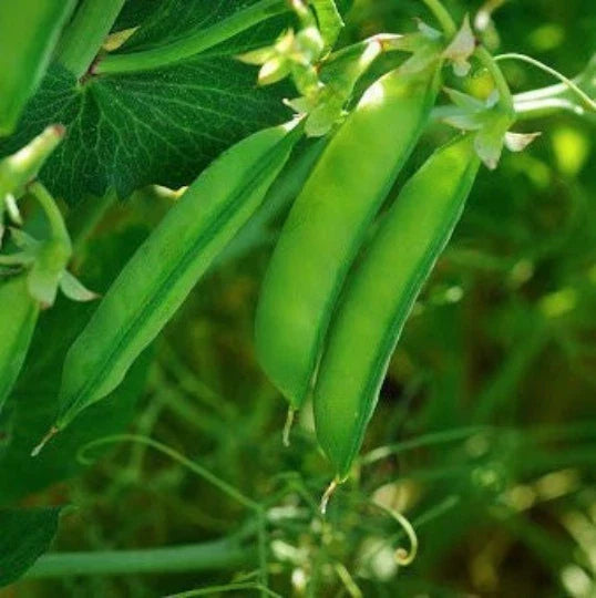 Austrian Winter Pea Seeds | Cold Hardy Shelling Snap Peas | Pisum sativum | Fast Shipping Seed Packet