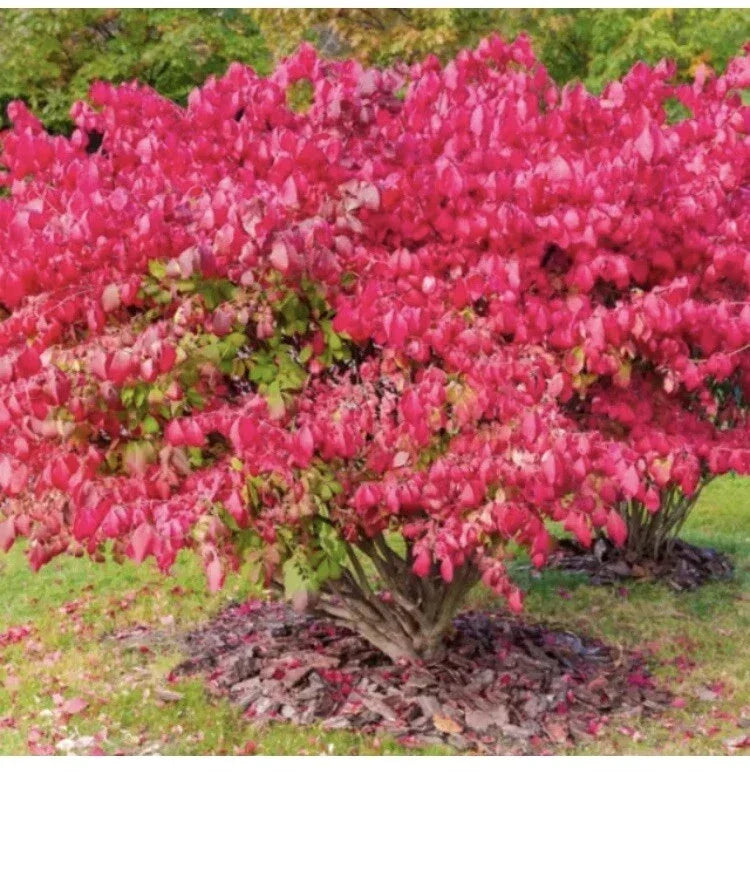Dwarf Burning Bush Shrub - Live Bare Root Plant - Euonymus alatus - Compact, Red Foliage for Garden Landscaping