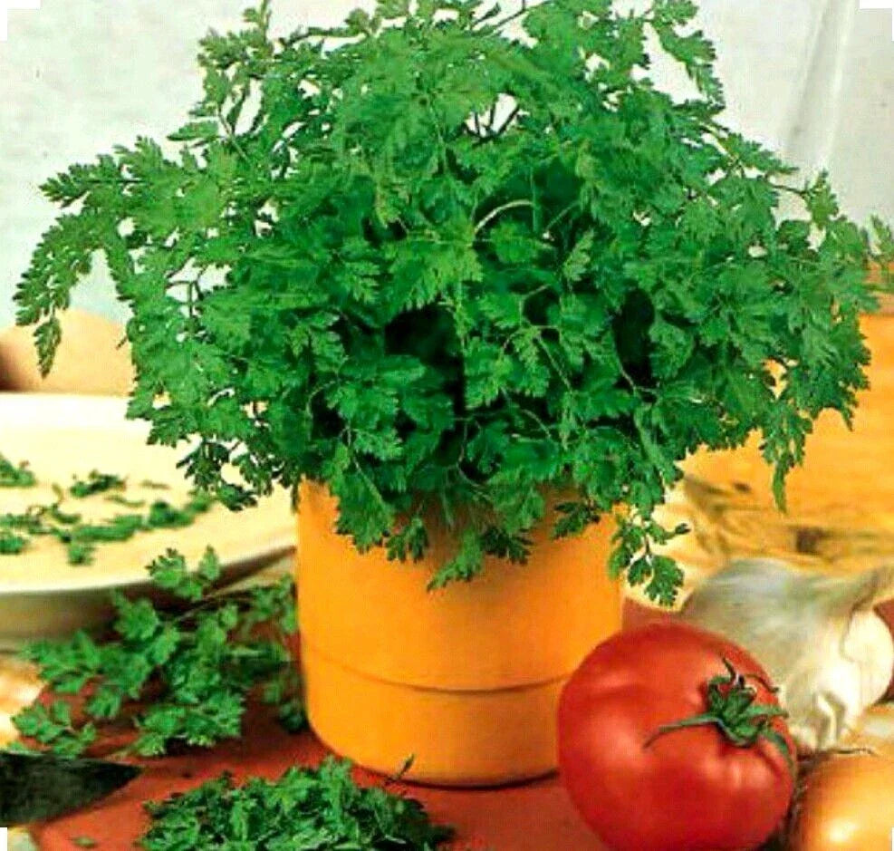 Chervil Seeds - Organic Non-GMO Culinary & Medicinal Herb - Anthriscus cerefolium - 350+ Seeds for Indoor & Outdoor Gardening