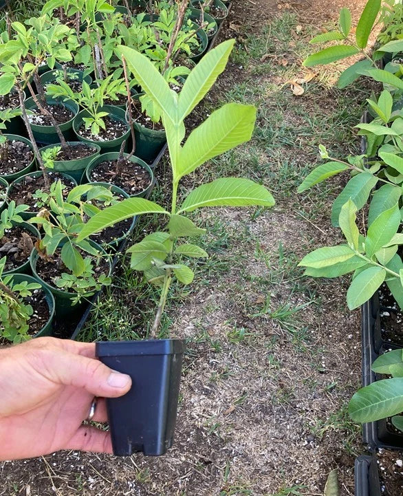 Pink Guava Plant β Psidium guajava β Live Tropical Fruit Tree β Sweet Edible Guava β Fast Growing β Self-Fertile Starter Plant