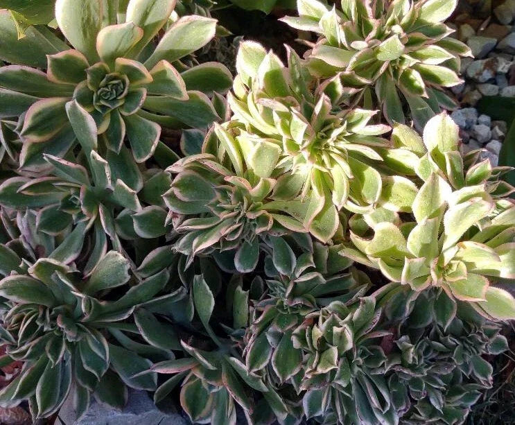 Cactus Cutting #5 - Succulent Propagation Plant - Echinopsis spp. for Indoor Gardens