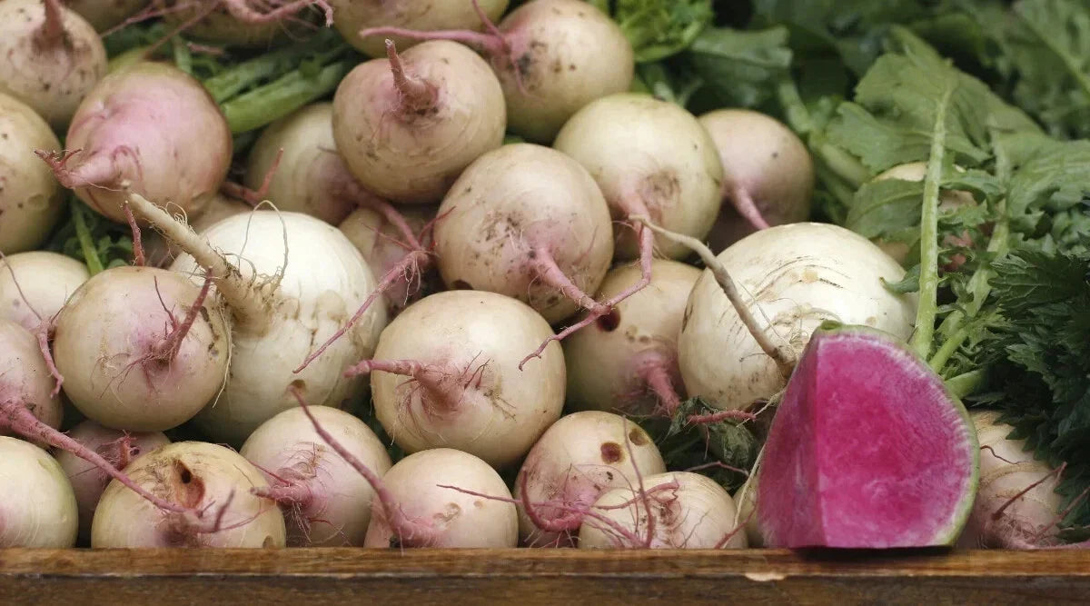 Rido Red Radish Seeds - 500+ Non-GMO Garden Planting Pack - Raphanus sativus for Salad and Fresh Eating