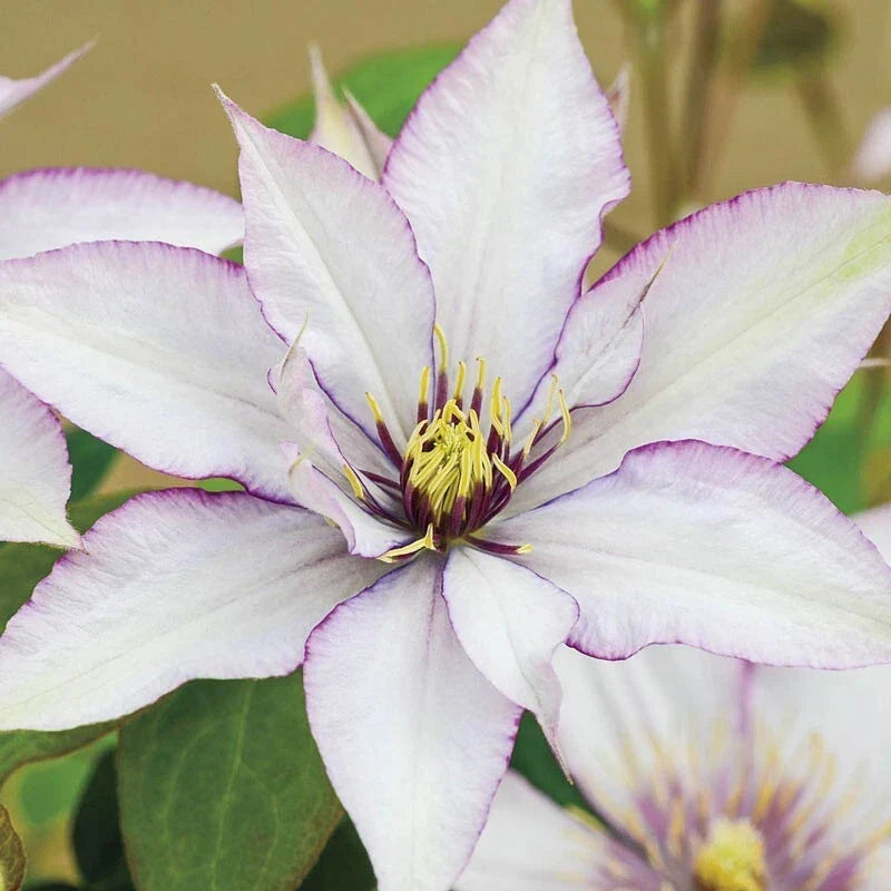 Sammi Jo Clematis Seeds - Climbing Perennial with Pink & White Blooms, Clematis 'Sammi Jo' for Garden, Fence, Arbor, 25 Seeds