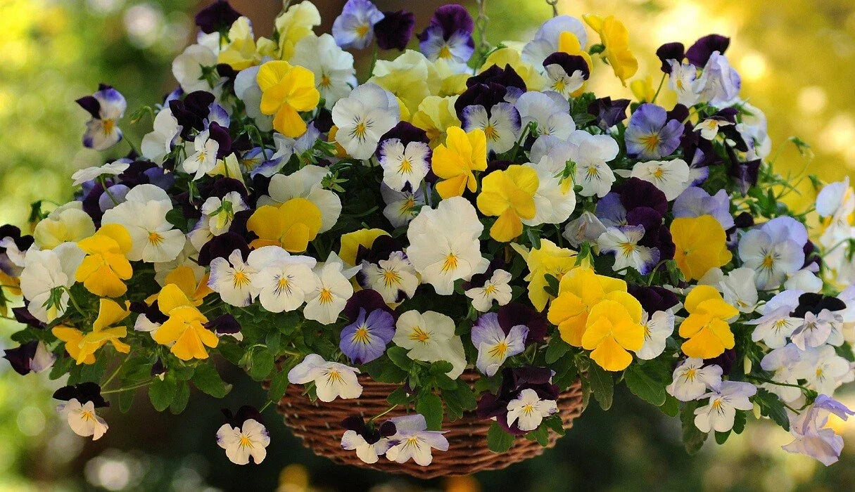 Pansy Seeds Cool Wave Mix - 15 Trailing Viola tricolor var. hortensis Seeds for Hanging Baskets & Gardens