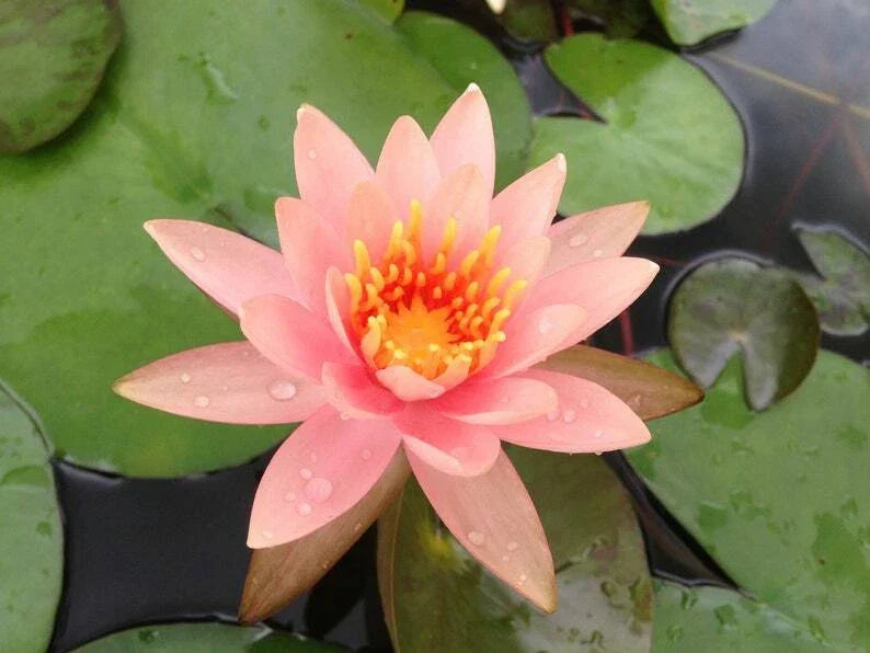 Soft Pink Lotus Seeds - Nelumbo nucifera - Water Garden, Pond, Container Planting - 5 Pack