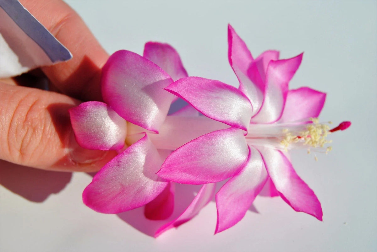 Christmas Cactus Starter Plant - May Queen - Schlumbergera Truncata