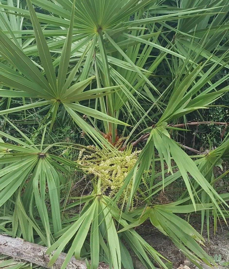 Saw Palmetto Seeds | 10 Pack | Serenoa repens | Florida Native Herb for Tinctures and Herbal Remedies