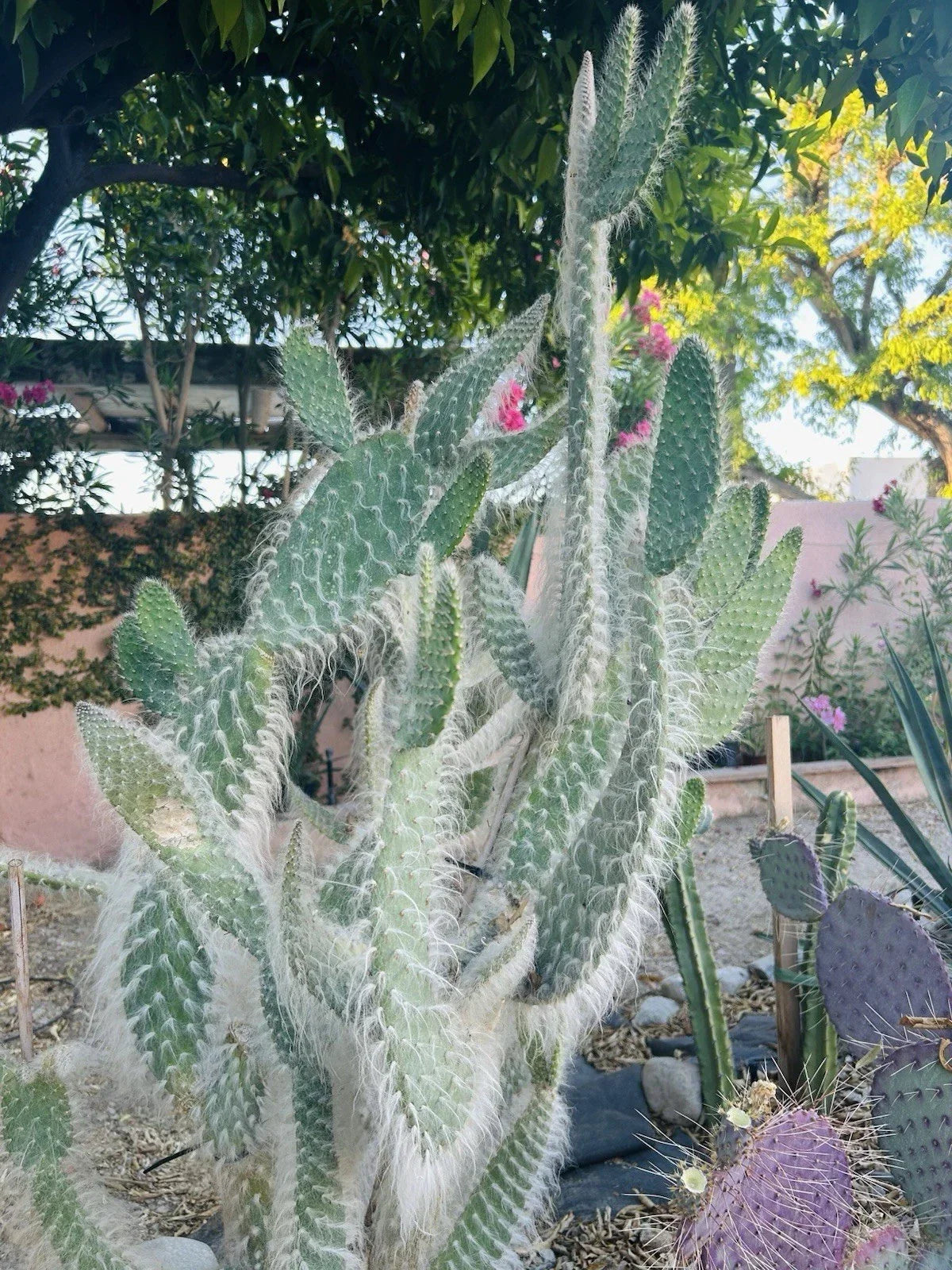Hairy Cactus Cuttings - Snow Opuntia Old Man Fuzzy Plant Pads - 6-12 Inches - Indoor & Outdoor Garden Succulent