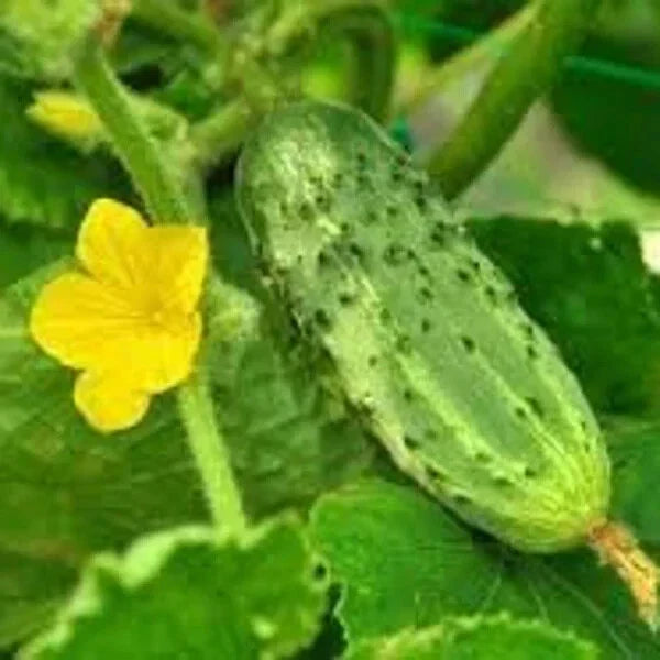 Organic Pickling Cucumber Seeds Pack of 100 Cucumis sativus Non-GMO USA Grown for Home Gardening