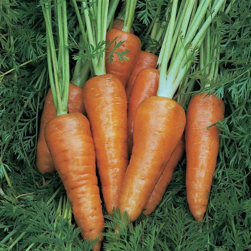Chantenay Red Cored Carrot Seeds - Non-GMO Vegetable Seeds for Home Gardening - Daucus carota, Heirloom, Juicy, Sweet
