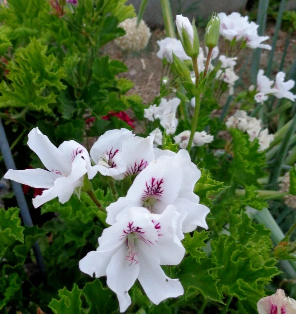 Fancy Regal Geranium Cuttings – White & Purple Pelargonium – 3 x 6-inch Indoor Plant Cuttings for Gardening