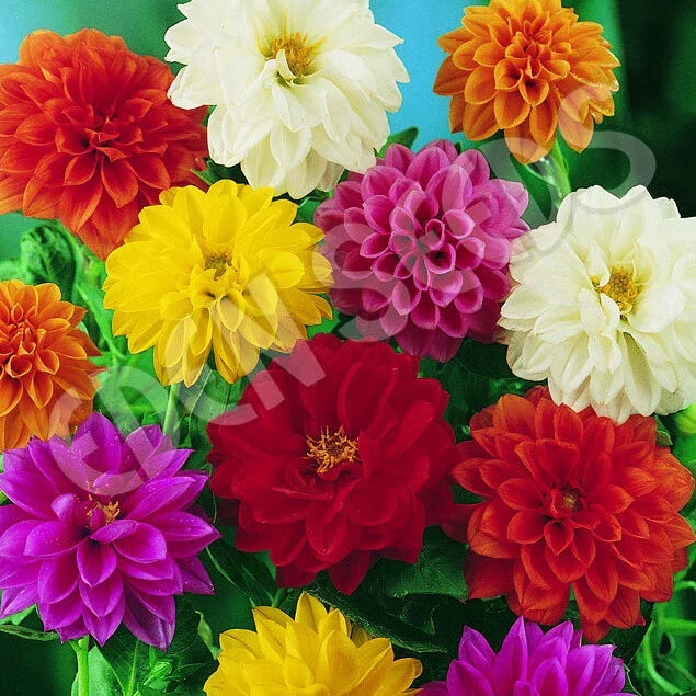 Bedding Dahlia Seeds, Non-GMO, 20-400 Count, Dahlia pinnata, Vibrant Garden Flowers for Borders, Beds & Containers