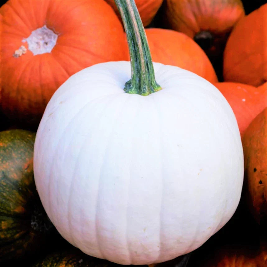 Casper White Pumpkin Seeds | Heirloom Cucurbita pepo | White Decorative Gourds for Fall Displays & Cooking
