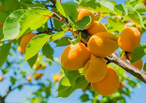 Apricot Tree Rooted Plant - Prunus armeniaca - Juicy Fruit, Full Sun, Easy to Grow