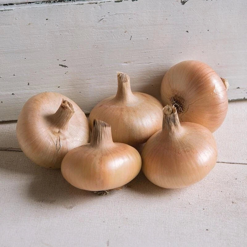 Gold Coin Onion Seeds - Non-GMO Allium cepa Specialty Variety, 200 Packets, Full Sun, High Germination