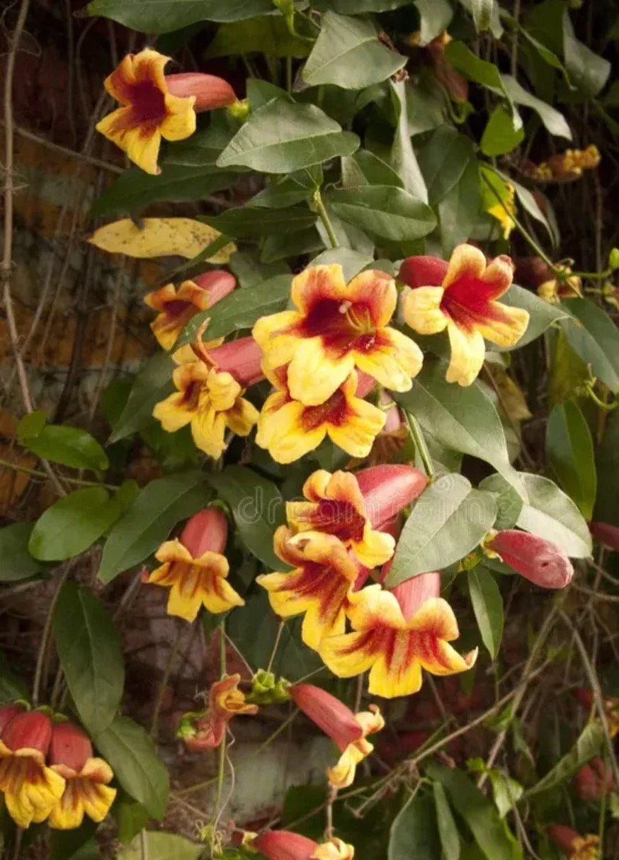 Golden Crossvine Live Plant Bare Root 1' Bignonia capreolata Hardy Climbing Vine for Garden, Fences, Trellises