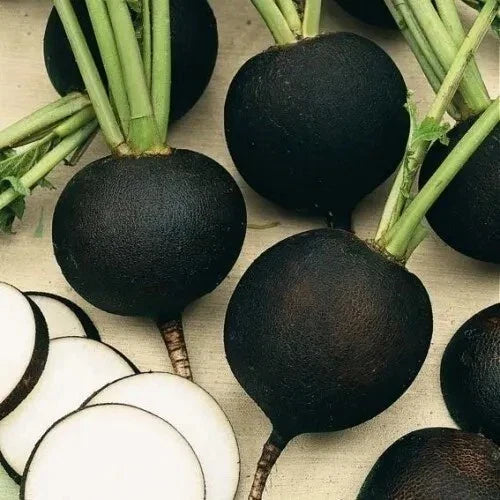 Black Spanish Round Radish Seeds - Organic Non-GMO Heirloom Vegetable Seeds for Home Gardening, Salad, and Pickling