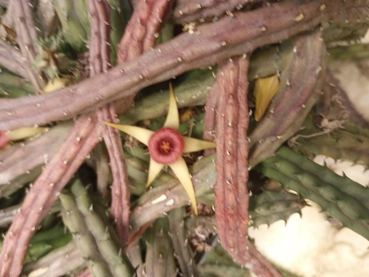 Unrooted Cuttings Huernia procumbens Succulent Plant | Starfish Flower Variety | Easy Care Succulent