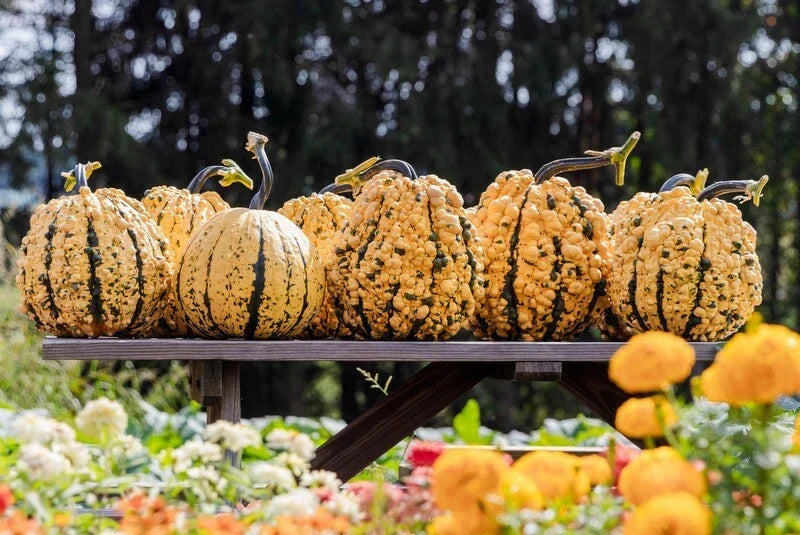 Organic Kettle Corn Pumpkin Seeds - 10 Pack - Non-GMO Cucurbita pepo - Ideal for Home Gardening and Fall Harvest