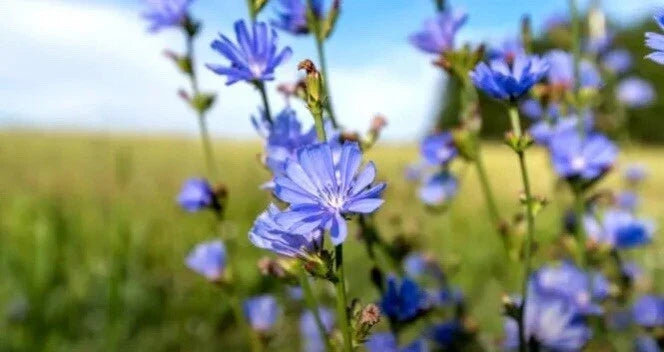 Chicory Seeds - Italian Dandelion, NON-GMO, Deer Plot, Coffee Weed, Cichorium intybus, Herbaceous Perennial, Full Sun to Partial Shade