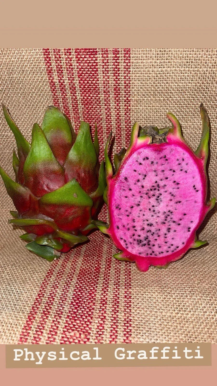 Dragon Fruit Cuttings – Physical Graffiti Variety – Hylocereus undatus – Pink-skinned Fruit, White Flesh, Easy to Grow