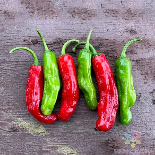 Shishito Hot Pepper Seeds - 25+ Non-GMO Capsicum annuum for Garden, Container & Outdoor Planting, USA Grown