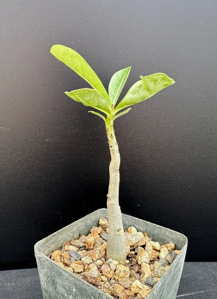 Adenium Hybrid Succulent Plant 2.5" Pot Rare Adenium arabicum x A. socotranum Indoor Outdoor