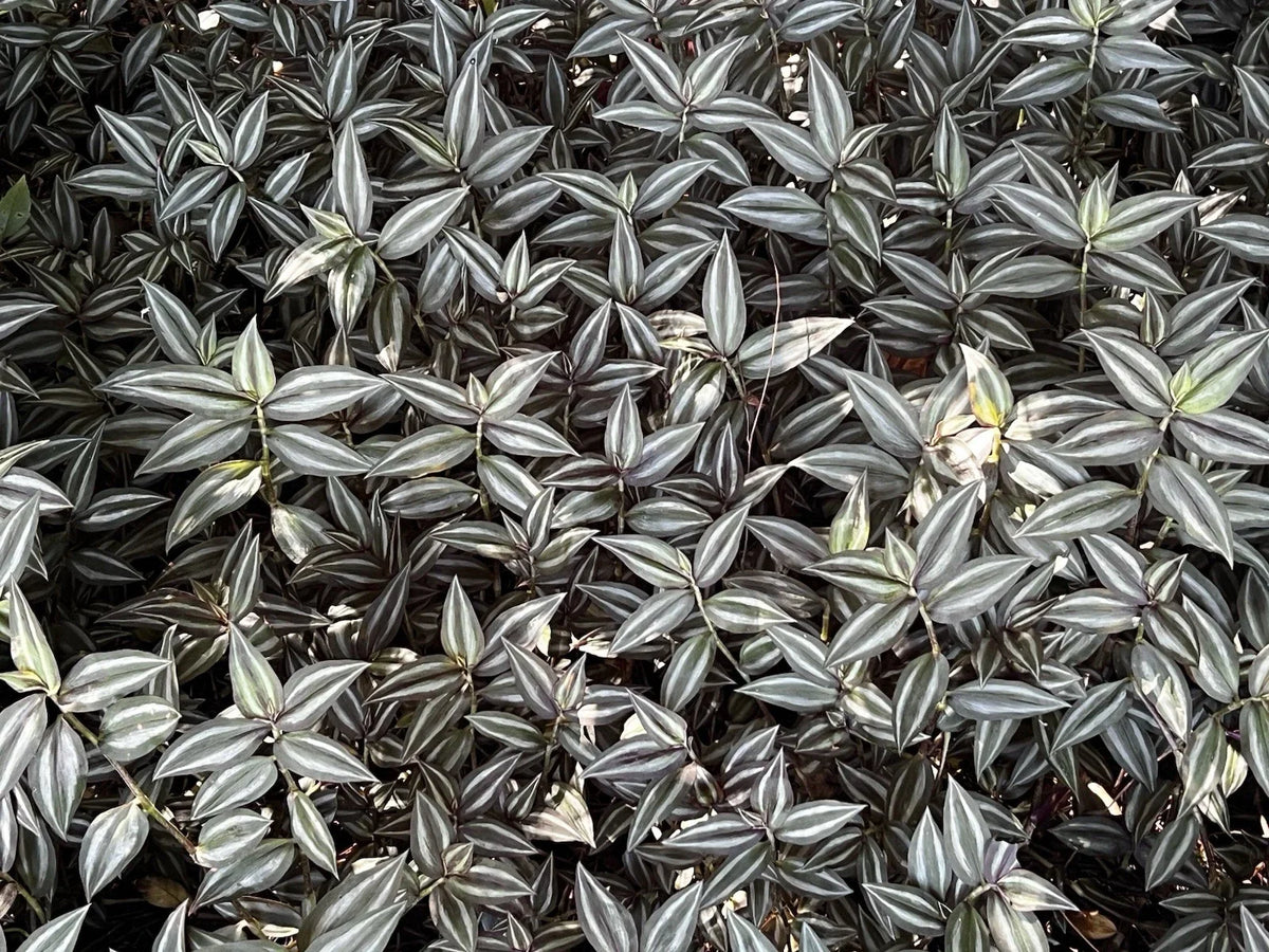 Tradescantia Zebrina Cuttings - 20 Pieces Wandering Jew Plant - Indoor Houseplant - Free Shipping