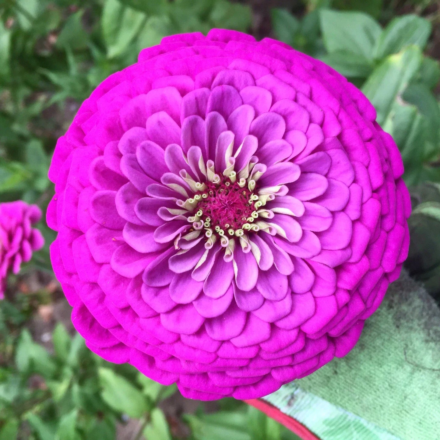 Purple Prince Zinnia Seeds | Giant Lavender Pink Flowers | Zinnia elegans | Butterfly & Bee Attracting Annual Seeds