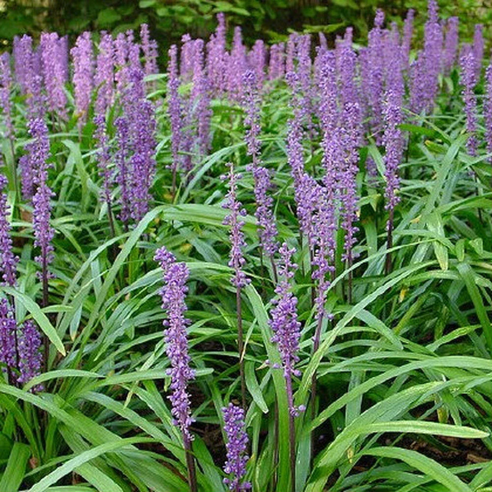 Flowering Ornamental Border Grass Plants – Liriope Ground Cover – 25+ Plants – Purple Flowers – Landscape, Garden, Pathway Accent