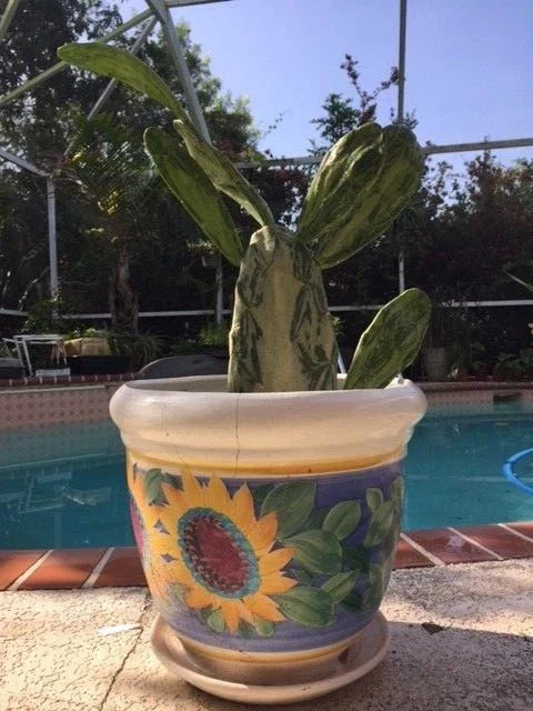 Rare Variegated Opuntia cochenillifera Cactus Pads – 2 Variegated & 2 Non-Variegated for Plant Collectors