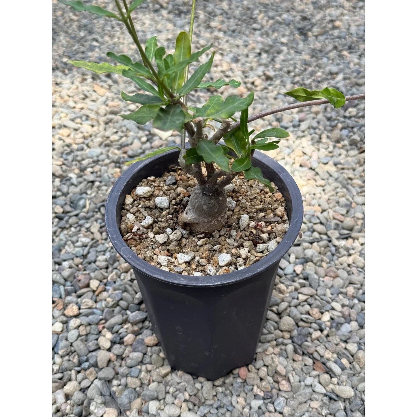 Fockea crispa Seeds – Rare Caudiciform Succulent with Thick Caudex for Indoor & Container Gardening
