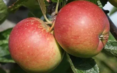 Braeburn Apple Seeds - 25+ Malus domestica Fruit Tree Seeds for Home Garden Orchard, Fresh Eating & Baking