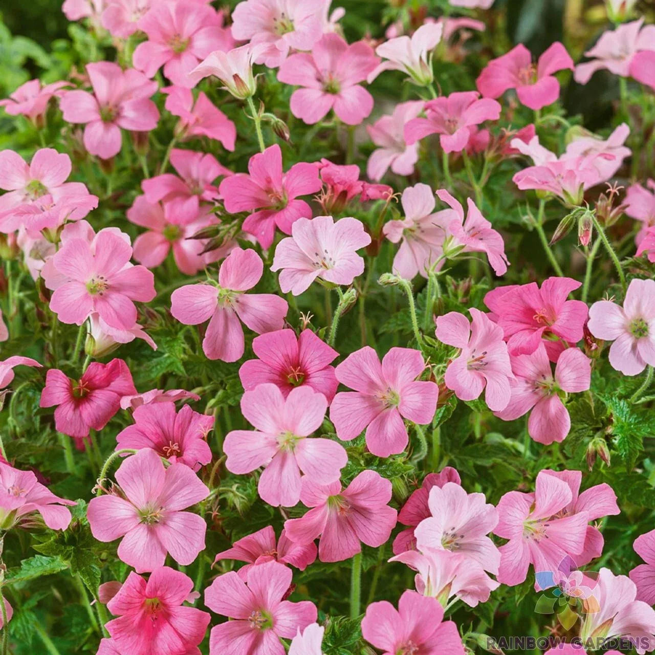 25+ Rose Clair Geranium Seeds - Pelargonium × hortorum - Annual Garden Planting for Borders & Containers