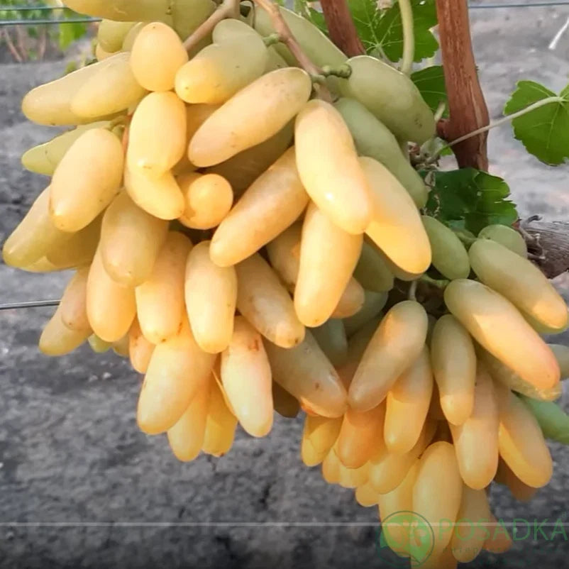 Bananchik Pink Grape Cuttings – 2 Rootless Vitis vinifera Climbing Vines for Home Garden or Container Planting