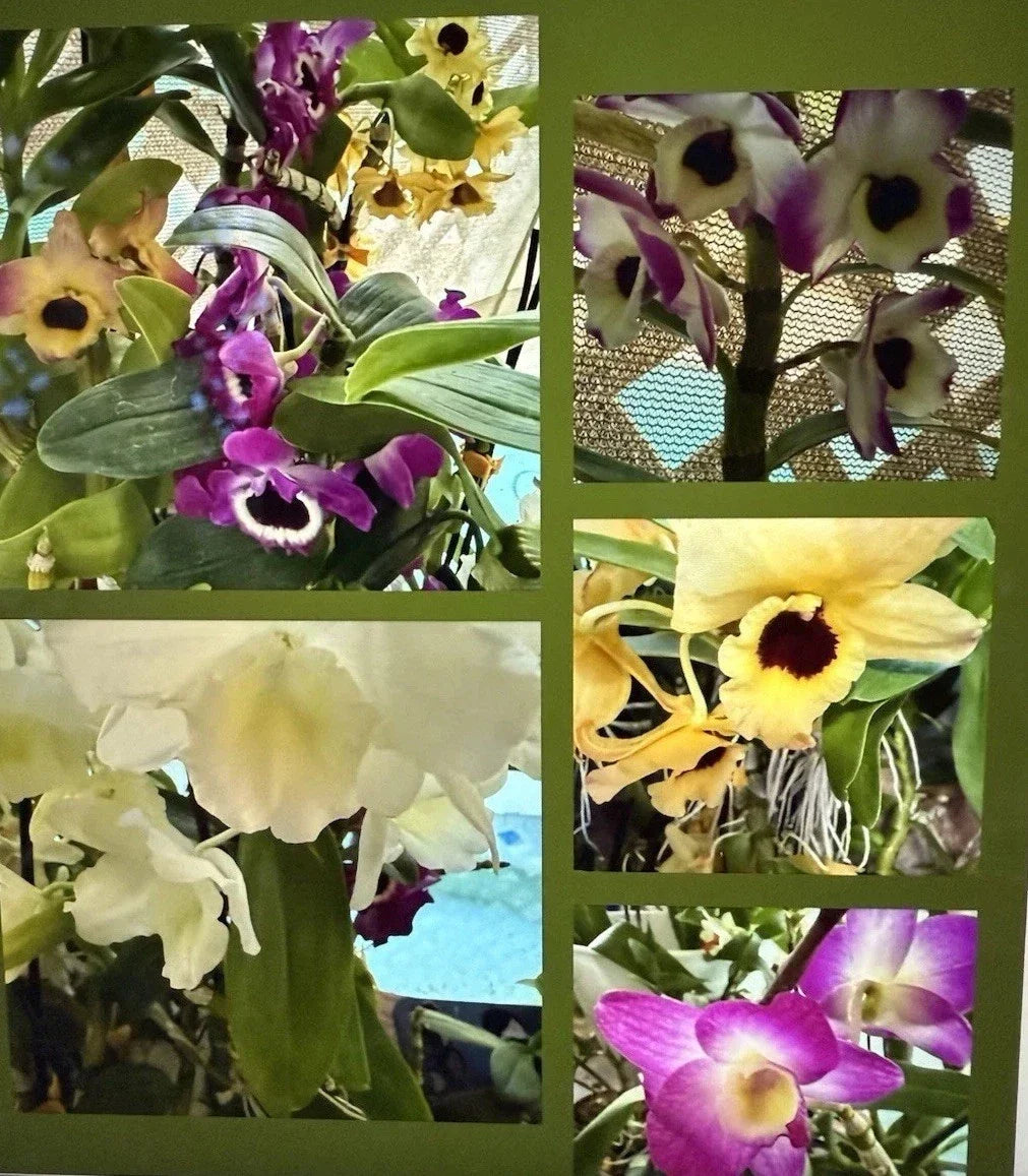 Dendrobium Orchid Plant Bare Root 1 Stem with Buds & Blooms - Exotic Indoor Flowering Orchid Dendrobium spp.