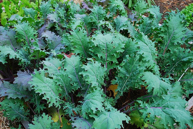 Red Russian Kale Seeds - Heirloom Brassica oleracea var. sabellica - Oak Leaf Cut, Hardy to -10°F, Non-GMO, Full Sun, 200 Seeds
