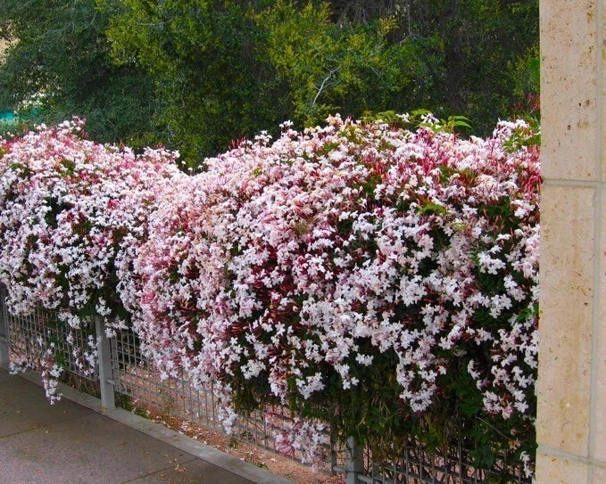 Pink Jasmine Starter Plant – Jasminum Polyanthum – Rooted, Fragrant, Indoor or Outdoor Garden Plant