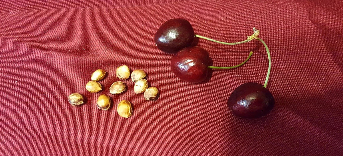 Cherry Fruit Tree Seeds 37 Count - Organic Sweet Cherry - Prunus avium - Ideal for Home Gardeners & Orchards