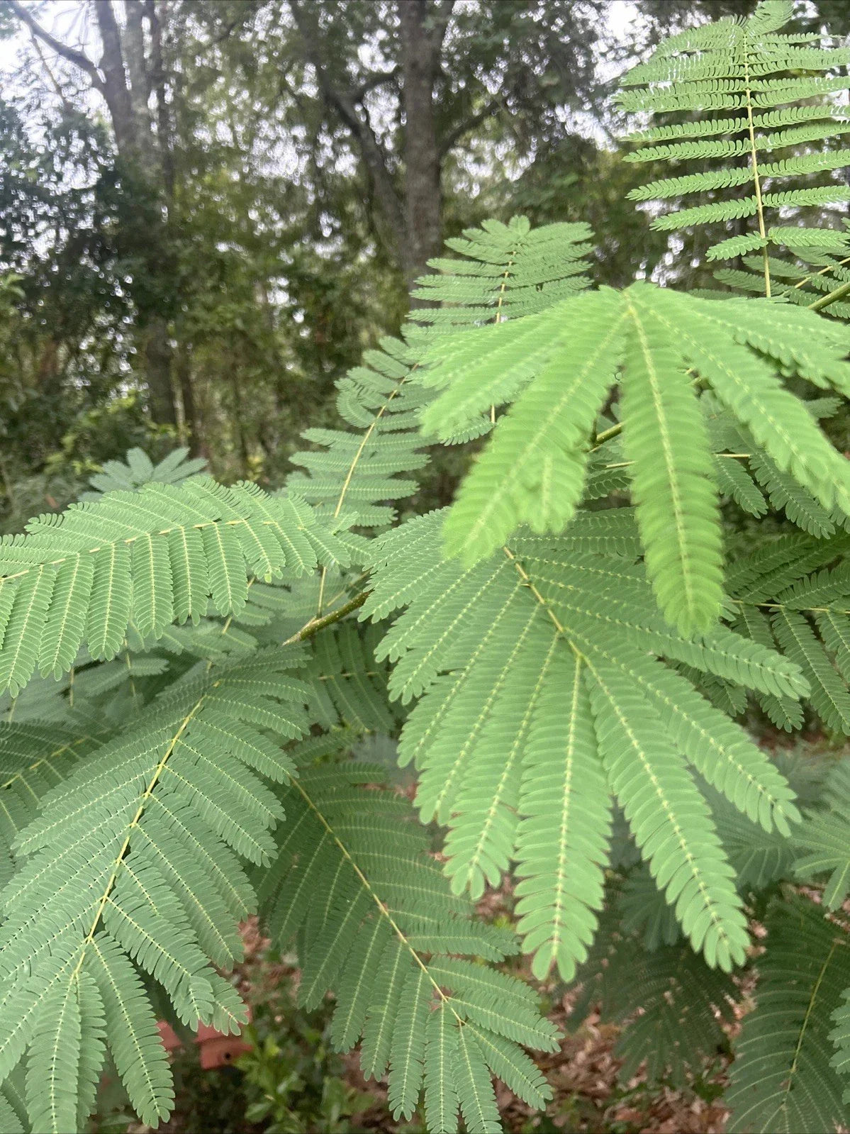 Silk Mimosa Tree Seedlings – 4 Fragrant Pink Albizia julibrissin Live Plants for Garden, Landscape & Pollinator Attraction