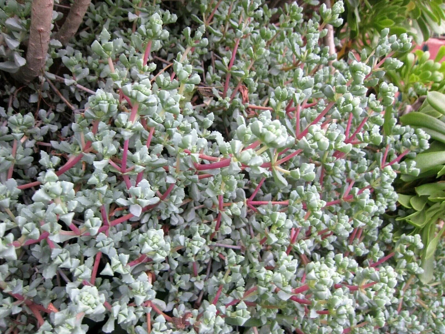Ice Plant Cuttings - Vygie Violet, Lampranthus deltoides, Succulent Propagation, Drought-Resistant Indoor/Outdoor Gardening
