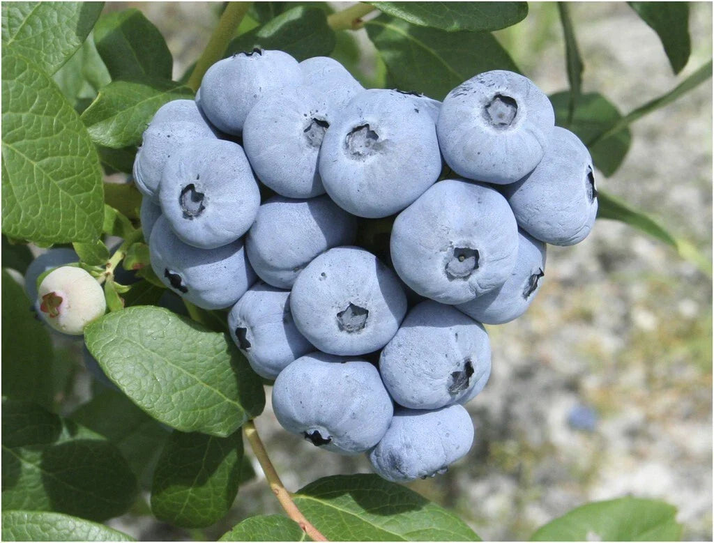 Talisman Blueberry Plant in 5.25" Pot, Edible Fast-Growing Perennial, Vaccinium corymbosum, Large Berries, Garden or Container Cultivar